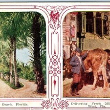 c1900s Key West FL Fresh Milk Delivery Cow Palm Beach Florida Litho Postcard picture