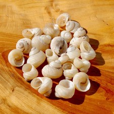 6pcs Mini Pearlized Turbo Shells, Polished Mother of Pearl Seashells picture