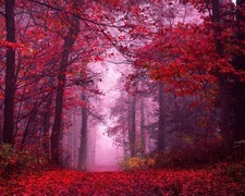 Digital Download Image 4k Colorful Red Autumn 8x10 Photo Size picture
