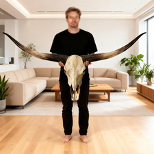 70In Longhorn Wall Decor, Extra Large Authentic Croissant,Cow Skull Wall Decor,C picture
