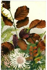 Floral Botanical Autumn Leaves Ferns Undivided Back Postcard c1905 Unused picture