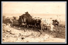 Post Card   RPPC Rhode Island  Gathering Sea Weed 1923 picture