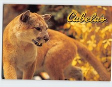 Postcard Cougars At Cabela's Foremost Outfitter USA picture