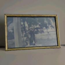 VTG Framed Dog Photograph Antique Gold Wook Picture Frame Mid Century Terrier Q picture