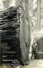 1941 Redwood Highway California Humboldt Patterson RPPC Postcard 25-10310 picture