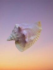RARE Macrostrombus costatus Milk Conch – Deep Lavender & White – Florida F++ picture