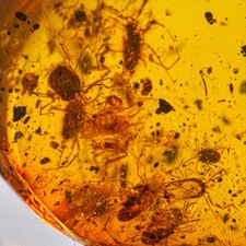 Mite SWARM in Burmese / Burmite amber fossil / 100% genuine picture