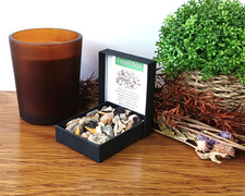 100% Genuine Fossil Box Selection 40+ Shark Teeth Ammonites Gastropod + More picture