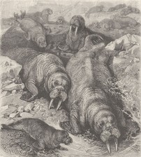 CARNIVORES. Walruses on the ice 1894 old antique vintage print picture picture