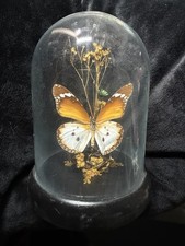 Rare African Queen Tiger butterfly (Danaus chrysippus alcippus Glass Dome picture