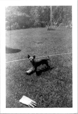 Cute Tiny Chihuahua Dog Snapshot Animals Funny Pets 1950s Vintage Photo picture
