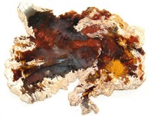 Amazing Hubbard Basin Petrified Wood Slab - 105g - Nevada - Material from 50s picture