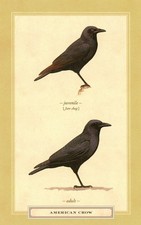 American Crow, David Sibley (American, 1961-) --New POSTCARD picture