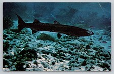Florida Keys Barracuda Game Fishing FL Postcard picture