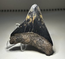 Rare 2.9” Fire Site Megalodon Shark Tooth Bright Fire Colors Beaufort SC River picture