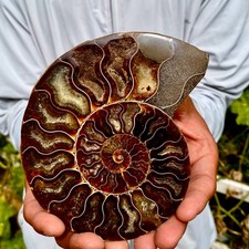 283G  Rare natural polished Natural conch fossil specimens of Madagascar picture