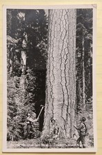 The Why We Grow Them Here Loggers Eastmans studios RPPC Vtg Unused Postcard Y-1  picture