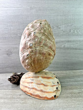 Beautiful 1930s-40s Vintage Abalone Shell Light Tested Works picture