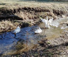 Help Feed 13 Ducks & 3 Turkeys for a Week 🦆🦃❤️ CHARITY picture