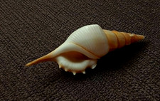 Tibia powisii 56.5 mm  GEM callous mouth nice collection WOW picture