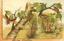 Bugs Crawling Flying on Tree Embossed Postcard Antique 1907 Pretty Village N picture