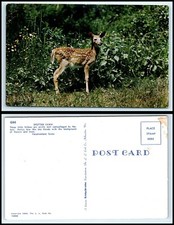 Vintage Postcard - Spotted Fawn Deer