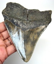 Megalodon Shark tooth Real Fossil 4.35” Serrated Shark teeth Meg NO Restorations picture