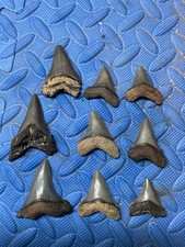 Lot of 9 Angustidens shark tooth fossil from SC picture