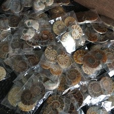 100 Pairs of Split Ammonite Specimen Shell Healing Reiki Gift Home Decor picture