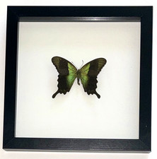 Framed Swift Peacock Swallowtail Butterfly   (Papilio peranthus) picture