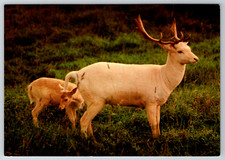 Vintage White Fallow Postcard Vancouver Game Farm Aldergrove B.C. picture