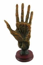 Alchemy Mummified Palmistry Hand Gothic picture