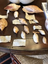 14 TOTAL MIXED GROUPING OF BETTER NAMED SHELLS , OR CHOICE??? picture