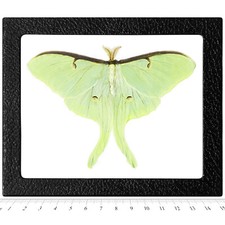 Actias luna RESTING POSE REAL FRAMED GREEN NORTH AMERICAN LUNESTA MOTH picture