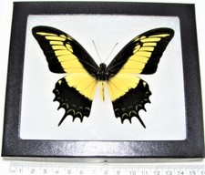 Papilio androgeus REAL FRAMED BUTTERFLY YELLOW BLACK PERU picture