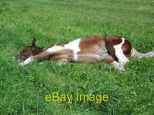 Photo 6x4 Flat Out Odstock This pony relaxes in the sunshine. c2007 picture