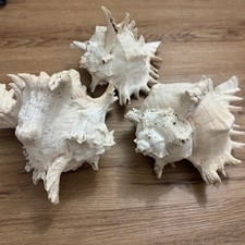 3x RARE HUGE Murex Seashell From Thailand picture