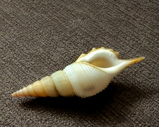 Tibia powisii 51.5 mm  GEM callous mouth nice collection WOW picture