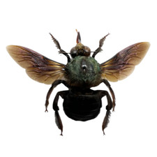Giant Tropical Blue Green Carpenter Bee (Xylocopa caerulea) (M) Insect Specimen picture