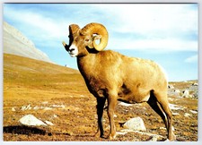 [OS1] Postcard XL size 6.75x4.75. Unused. Bighorn Sheep picture