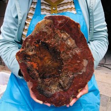 5.5LB Large Natural Petrified Wood Crystal Fossil Slice Shape Specimen Healing picture