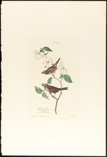 White-throated Sparrow Audubon Birds of America Vintage Reprint Wall Art picture