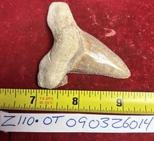 MONSTER OTODUS OBLIQUUS Fossil Shark Tooth 2 1/4 IN MEGALODON ANCESTOR picture