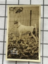 Vintage Fox Terrier Dog Backyard Chicken Wire Fence Snapshot Photo picture