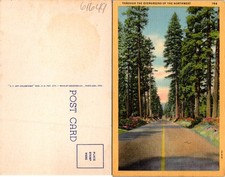 Oregon OR Through The Evergreens Of The Northwest Postcard 61649 picture