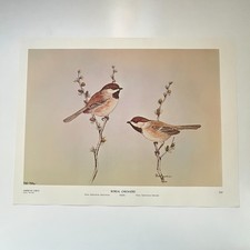 Boreal Chickadee Chestnut-Backed Chickadee 1962 Bird Book Plate Print TFL7-3 picture