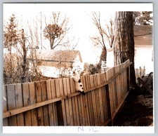 Vtg B&W Snapshot Calico Cat Climbing Wooden Backyard Fence Tree House Yard 1970s picture