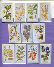 1917 GALLAHER LTD PLANTS OF COMMERCIAL VALUE 11 DIFFERENT TOBACCO CARD LOT picture
