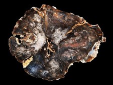 Hubbard Basin Nevada Petrified Wood Round Polished Deep Rich Color and Grain picture
