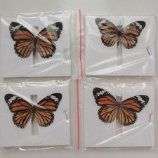 10 Real Common Tiger Butterfly Specimens Danaus genutia Spread Wings A- DIY picture